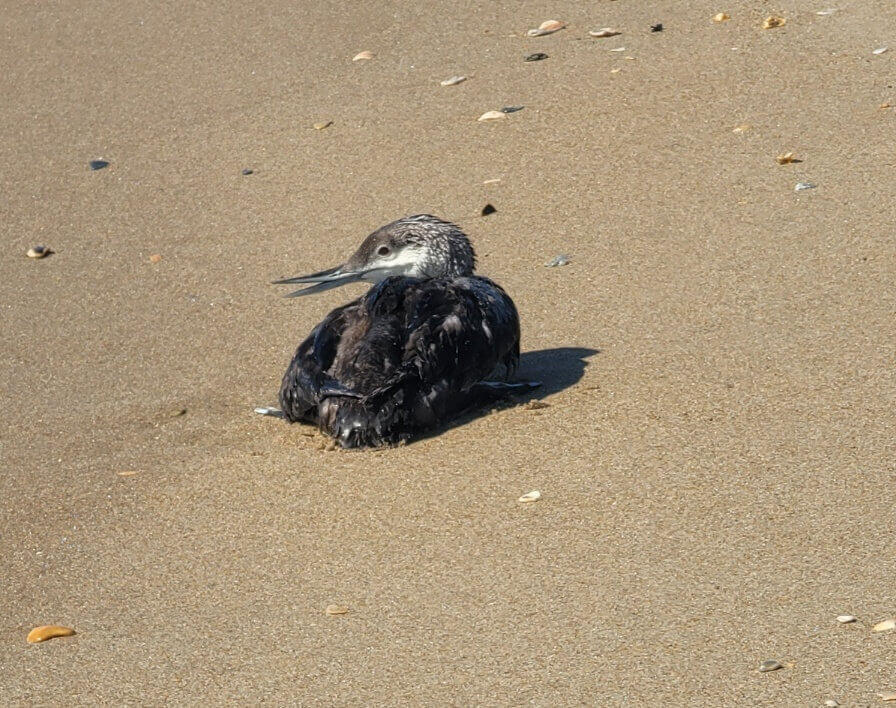Juvenile loon resting near the cape hatteras light house beach
