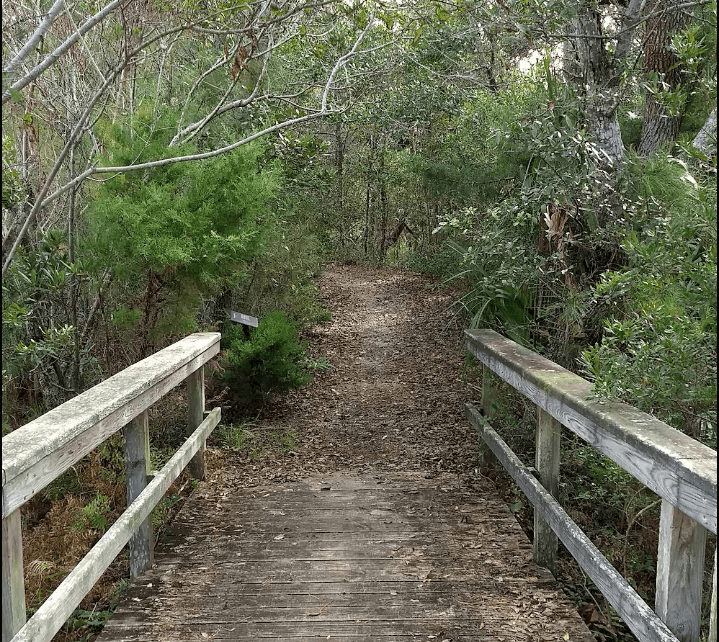 Pathway leading it to the forest